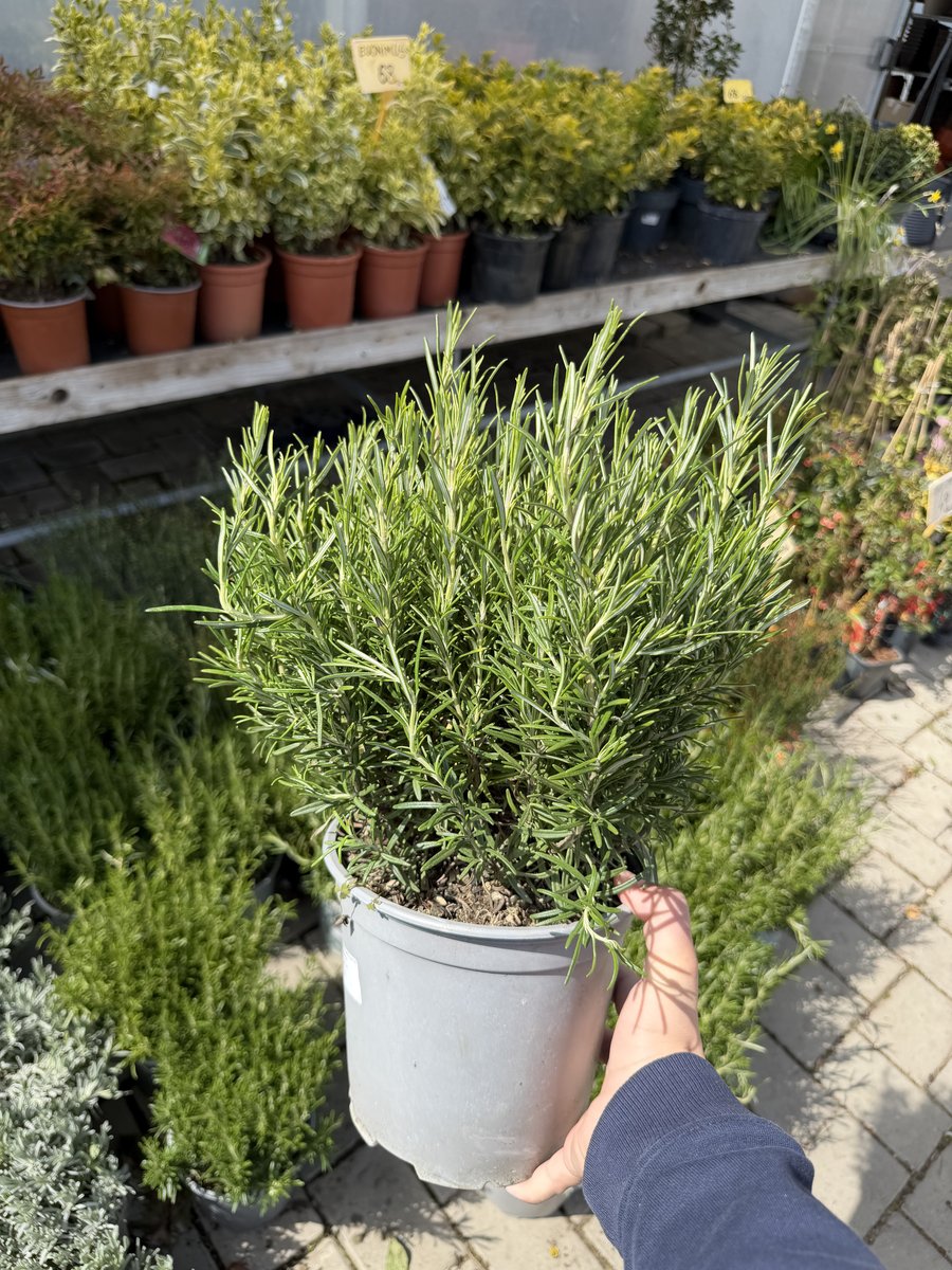 Plante aromatice